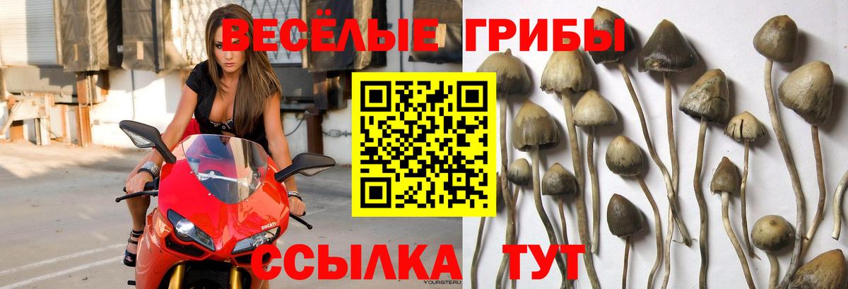 Бузулук  Псилоцибиновые грибы мицелий  Вход с VPN 
